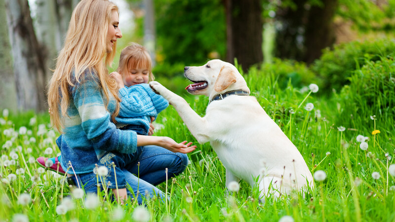 A mother sitting in the grass holding her daughter. A white labrador smiles and gives its paw to the mother's outstretched hand.