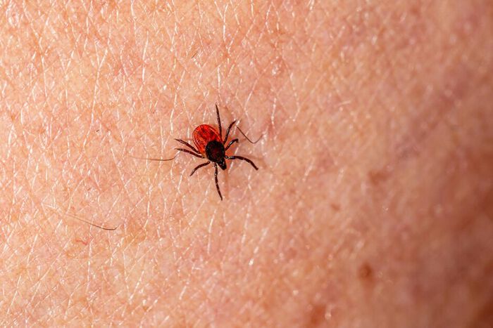The image shows a tick crawling on a human.