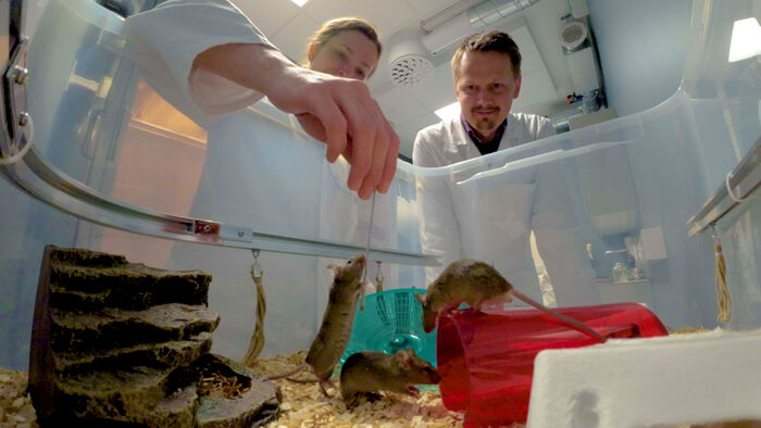 Bildet viser forskerne Hanne og Tor Stensola som sjekker at musene har det greit i sitt nye hjem ved UiAs nevrolabb.