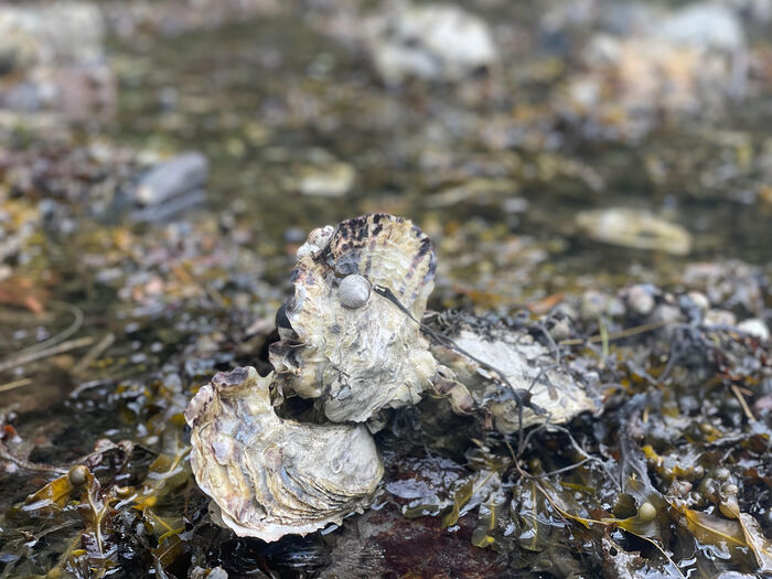Pacific oyster on tar