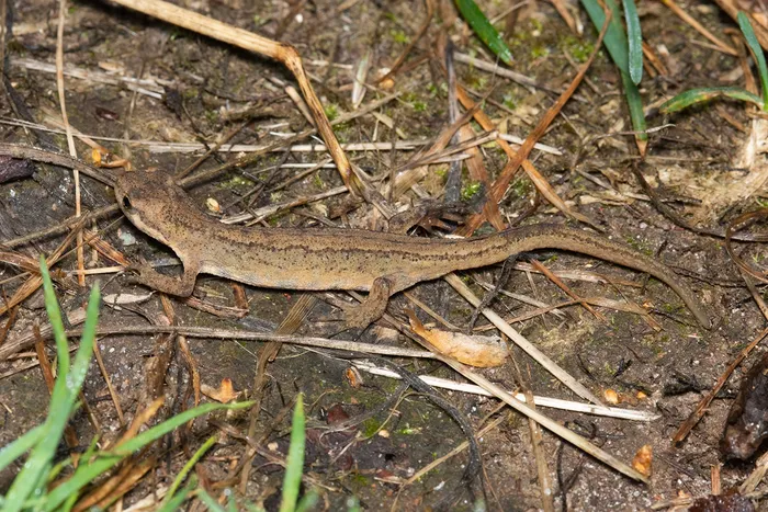 Salamander on the forest flooer