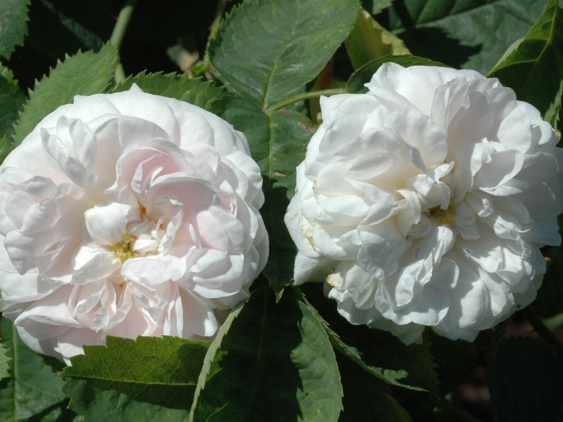 fotografi av hvite roser