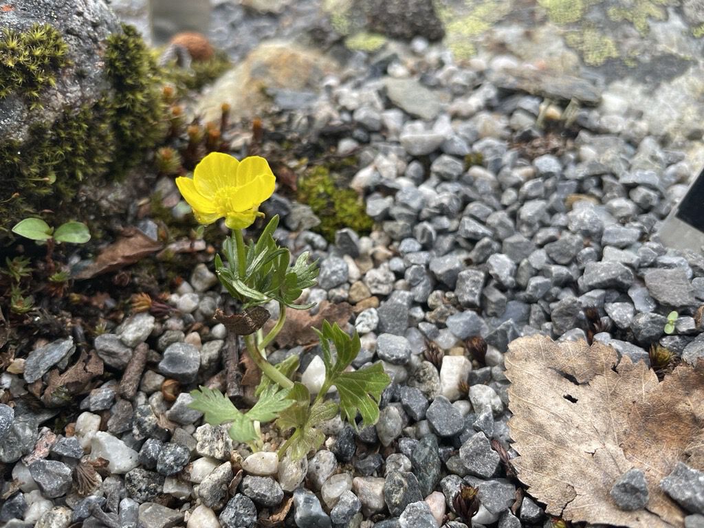 gul liten blomst