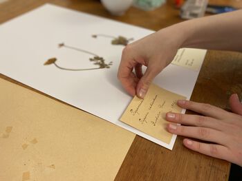 All herbarium specimens have information about the plant.