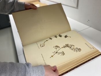 Older herbarium specimens&amp;#160;may be mounted in books instead of individually on sheets.