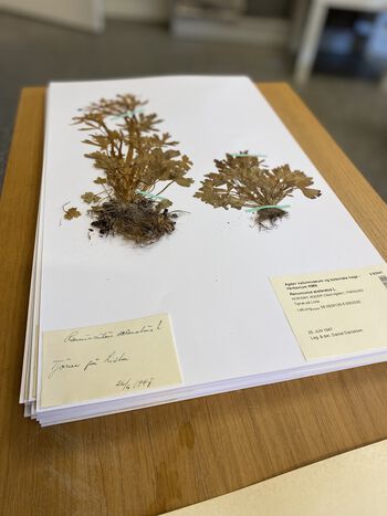 In the &quot;old days,&quot; it was important to include the roots when making a herbarium sheet. Today we leave the roots undisturbed in nature.&amp;#160;