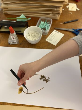 Mounting herbarium specimens is a careful task that requires patience and precision.