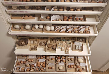 Part of the museum&#39;s collection includes bird eggs. The eggs are collected from failed breeding attempts.