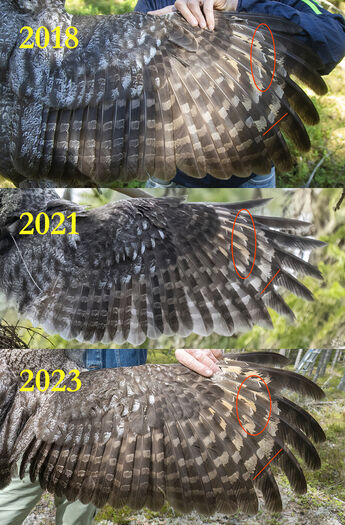 In the field, we can use live individuals for research purposes. One example is photography and GPS tracking of birds. Wing patterns on owls can be used to identify individual birds, which gives us&amp;#160; valuable information about the distribution of owls.