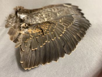 Feather ,Artifact ,Natural material ,Wood ,Wing.