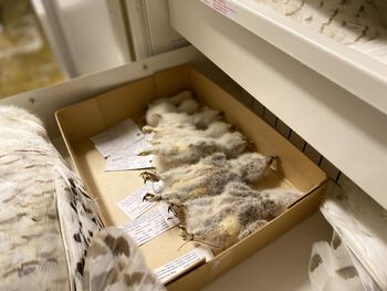 The museum does not kill animals. These bird specimens have been collected from unsuccessful breeding attempts.