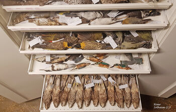 The collection also includes skins.These birds are not &quot;stuffed&quot;, they are not mounted on an artificial bodys.