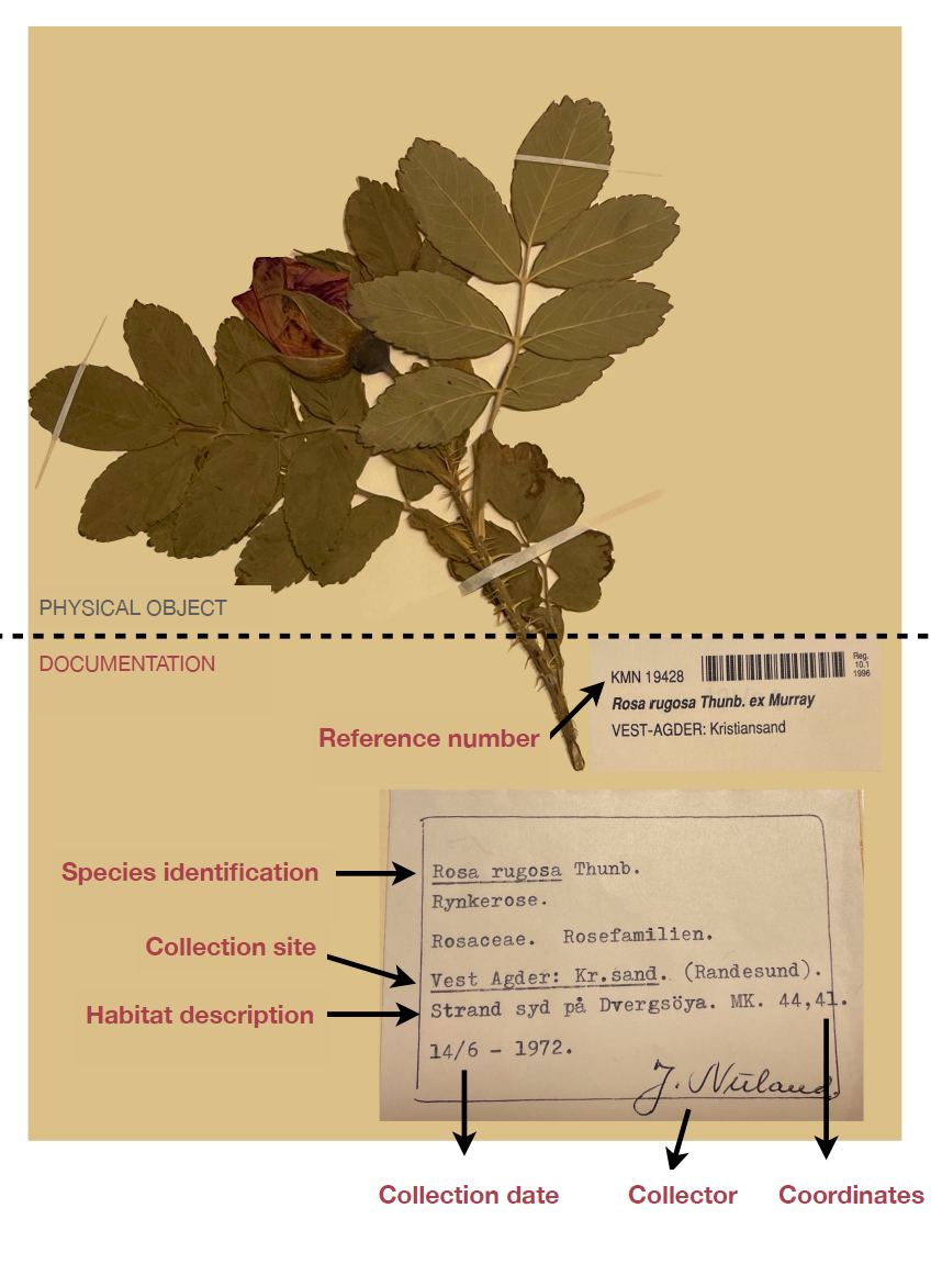 herbarium sheet