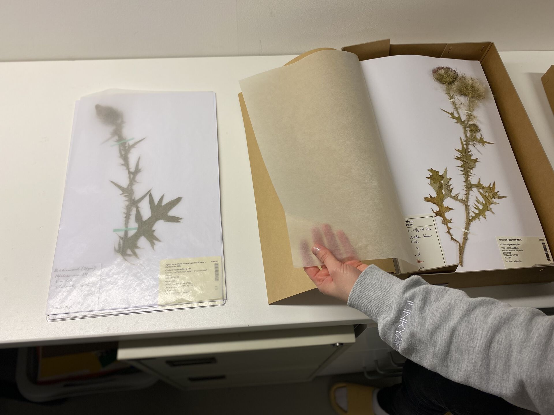 Herbarium sheet 