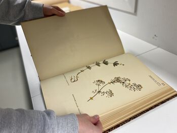 Eldre herbarieark kan være montert i bøker istedenfor enkeltvis på ark.
