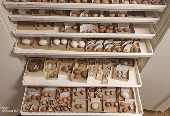 Deler av eggsamlingen til museet. Fugleegg samles inn fra mislykkede hekkinger.