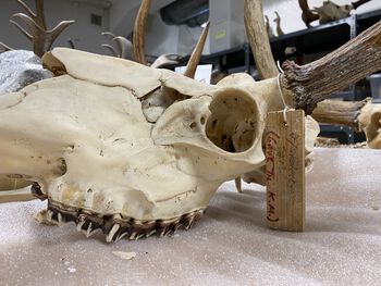I den zoologiske samlingen finner man også hodeskaller og kranier.&amp;#160;