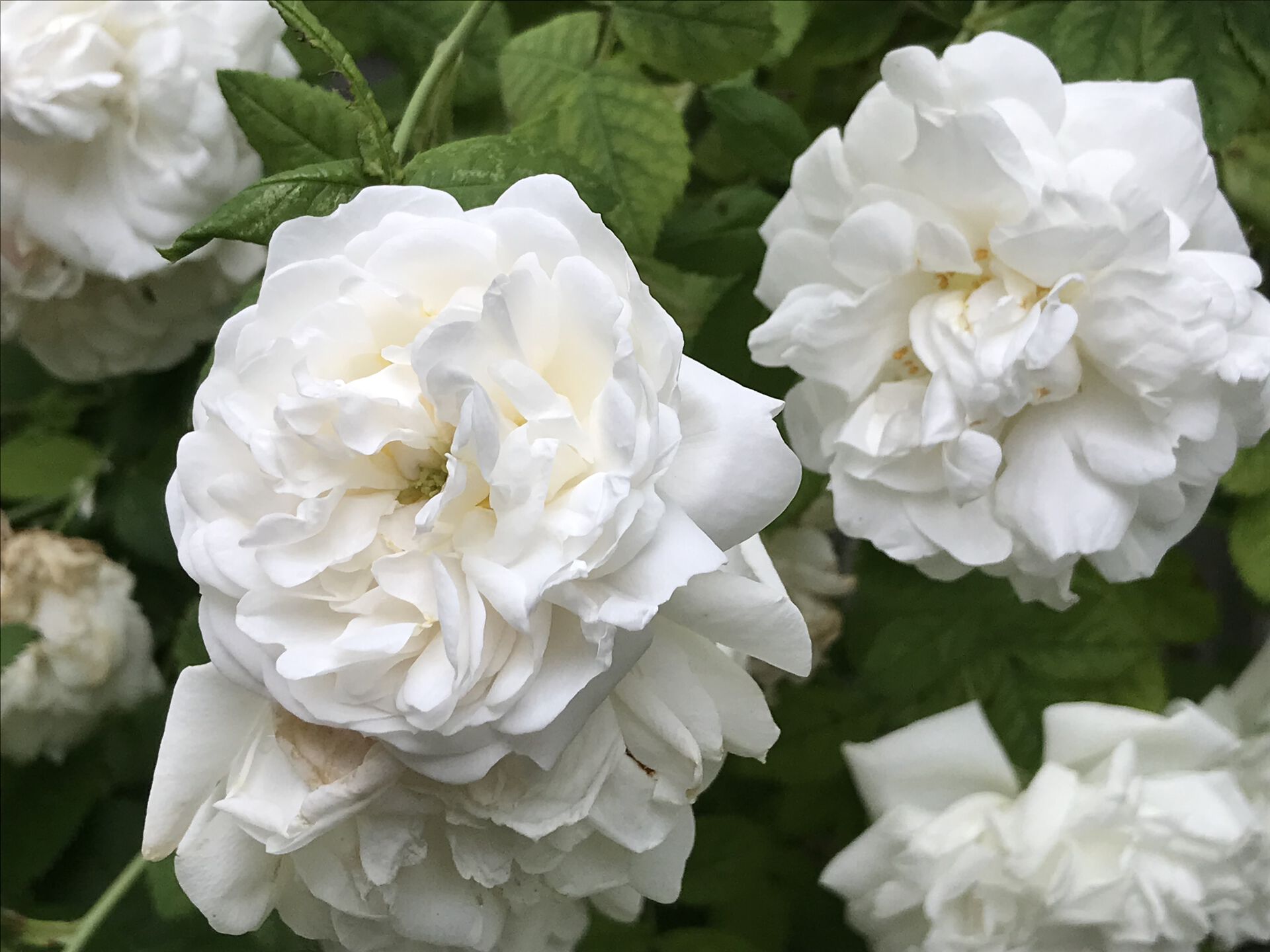 foto av hvite roser