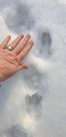 himmel ,gest ,snø ,finger ,fryser.