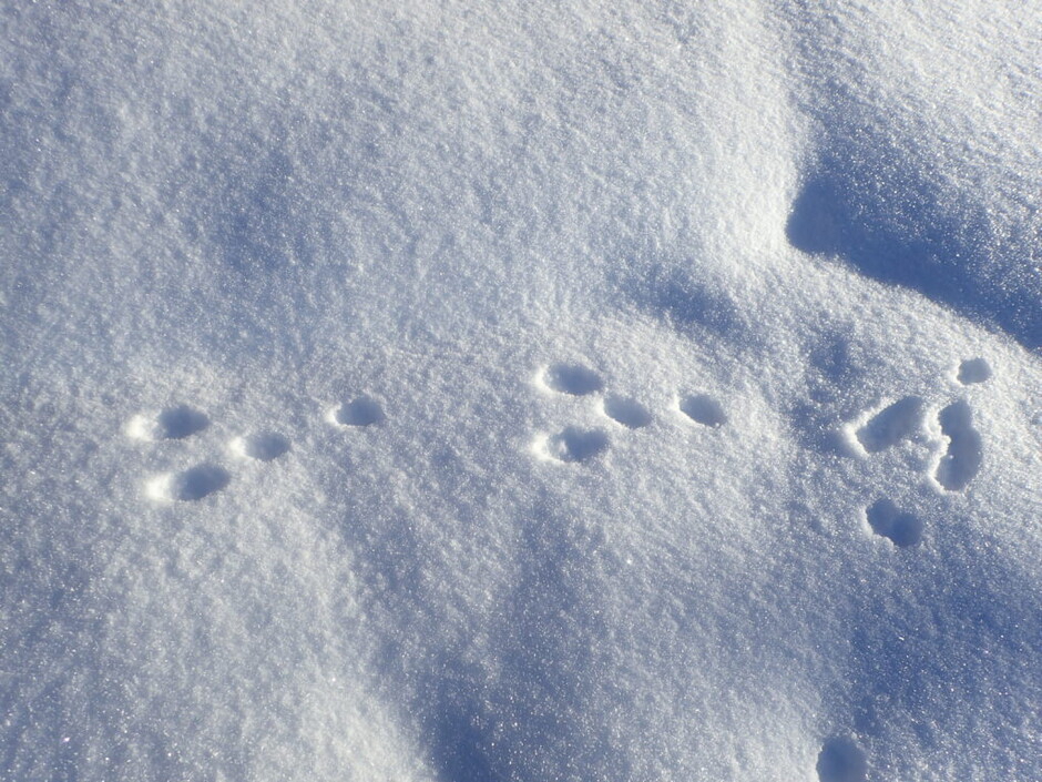 Typiske harespor i snø
