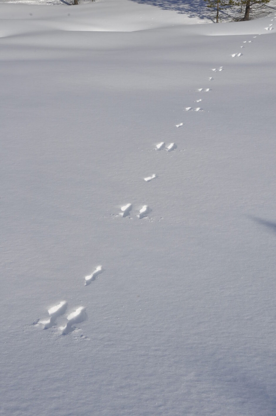 Harespor i dyp snø