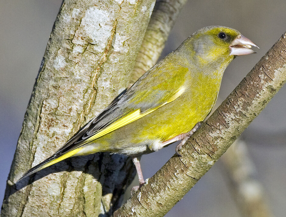 grønnfink (hann)