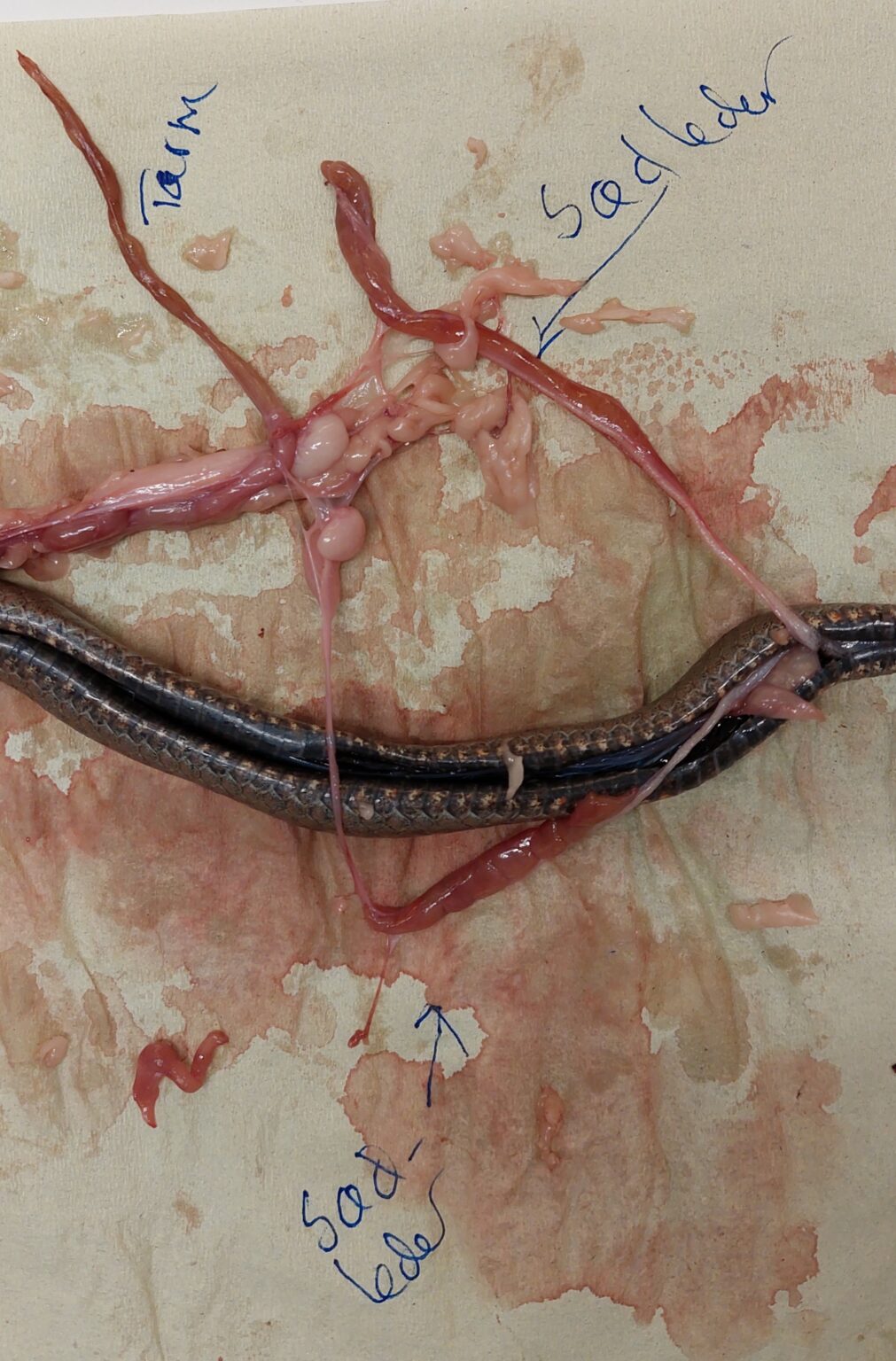 organer til oppklippet slange