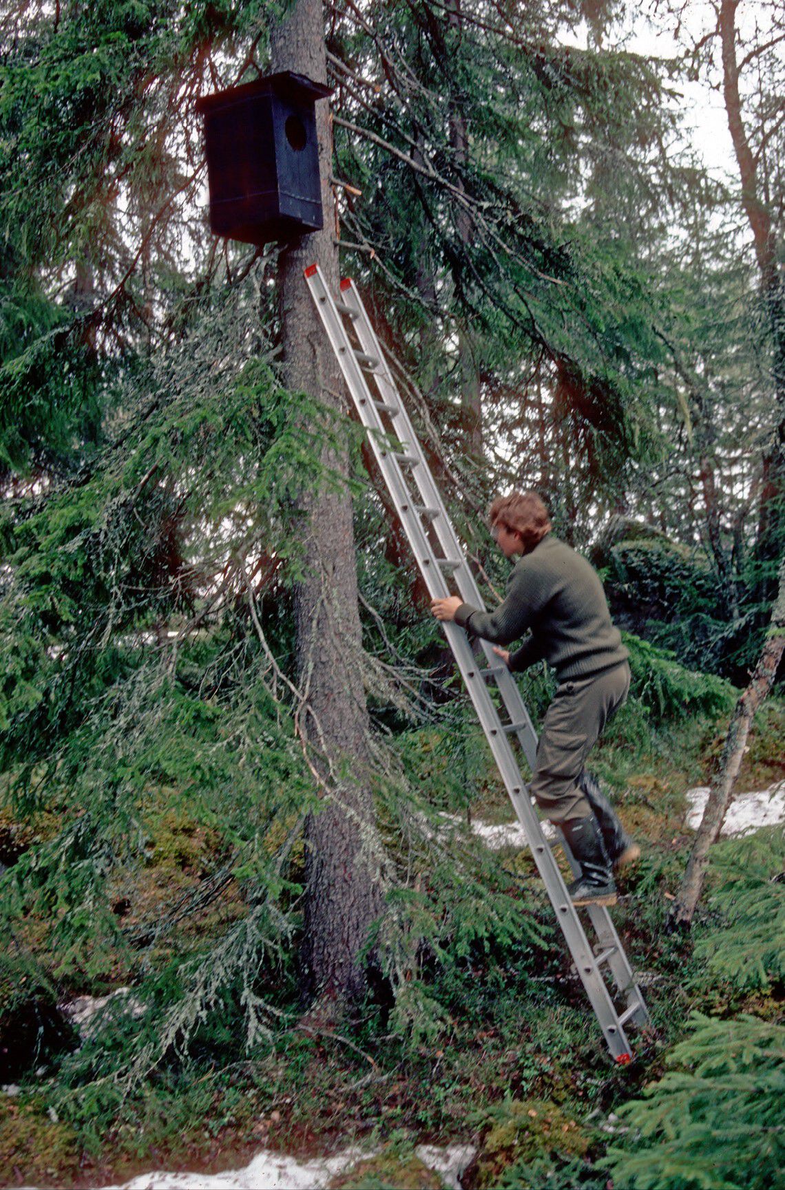 mann klatrer i stige for å nå en uglekasse