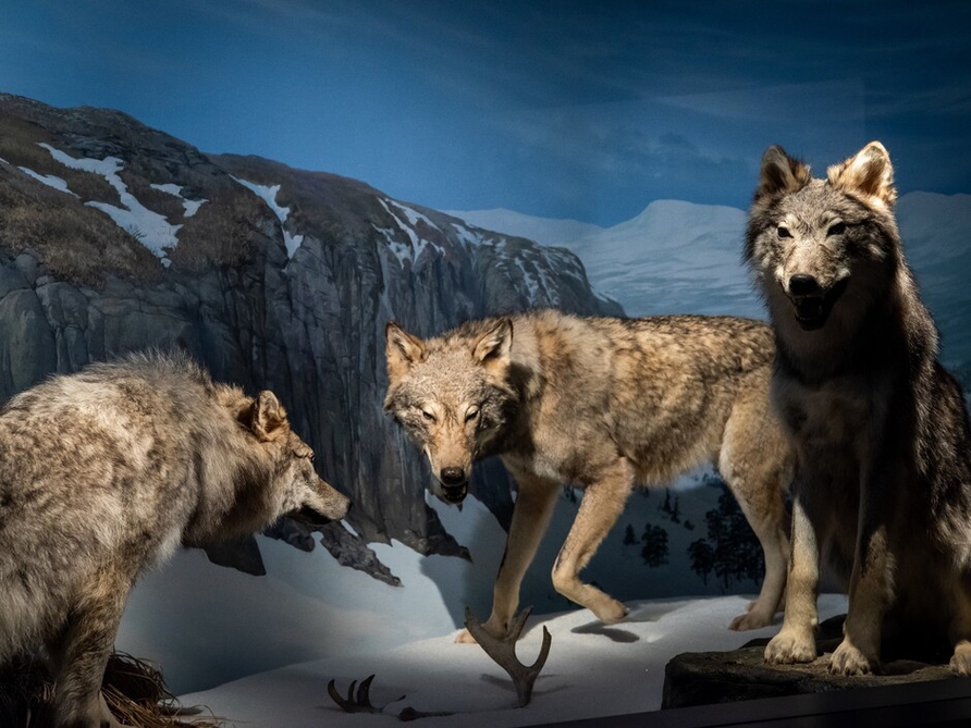 Tre ulver i monter