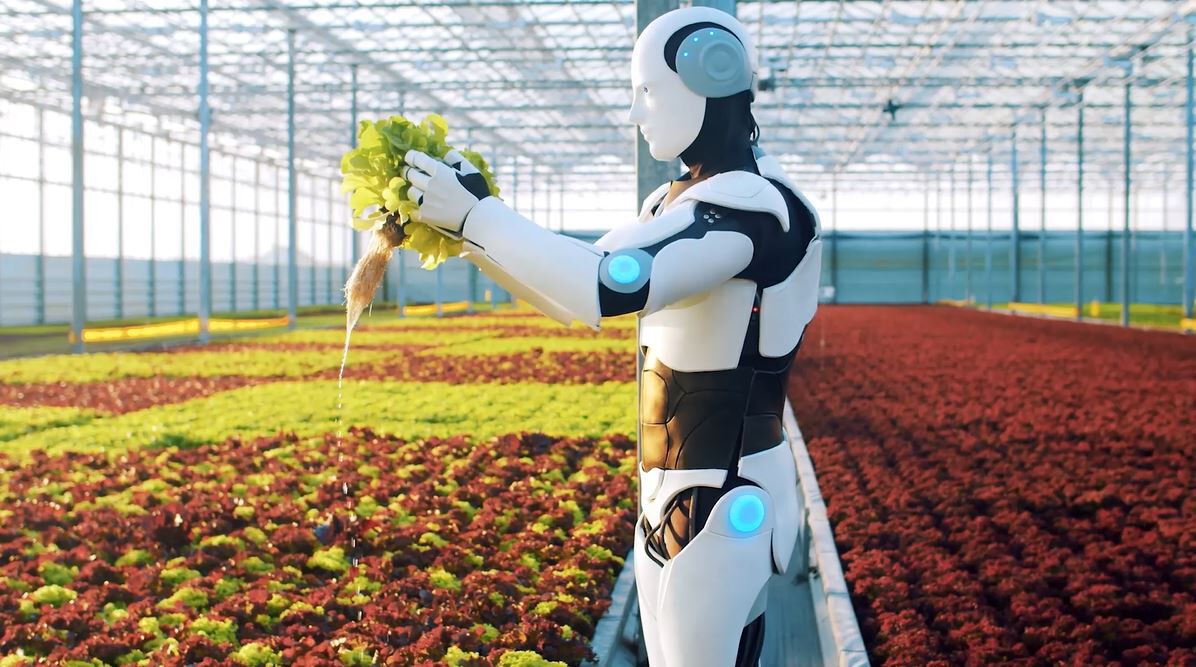 BIldet viser en robot som jobber på et gartneri.