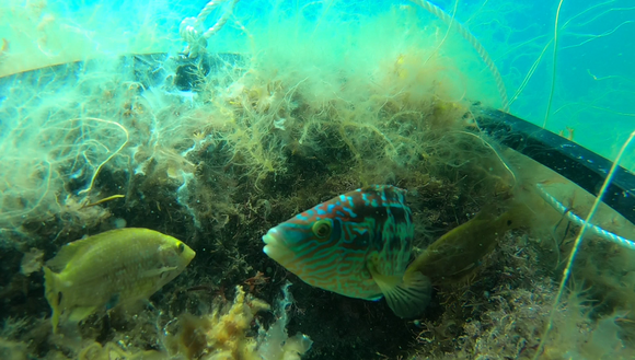 The image shows corkwing wrasse underwater.